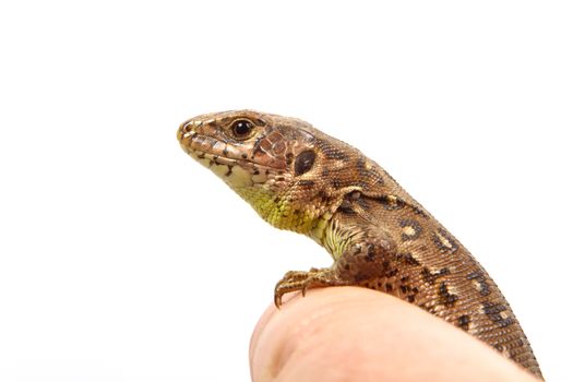 Lizard (Lacerta agilis) isolated on a white background