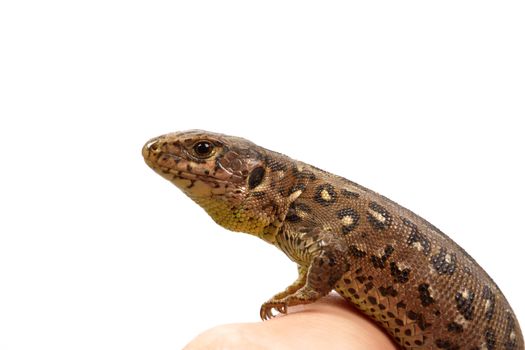 Lizard (Lacerta agilis) isolated on a white background