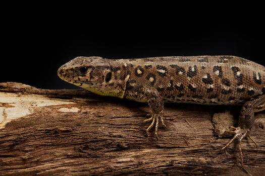 Sand lizard (Lacerta agilis) on a wooden stick