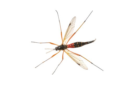 Crane fliees (Tanyptera atrata) isolated on a white background