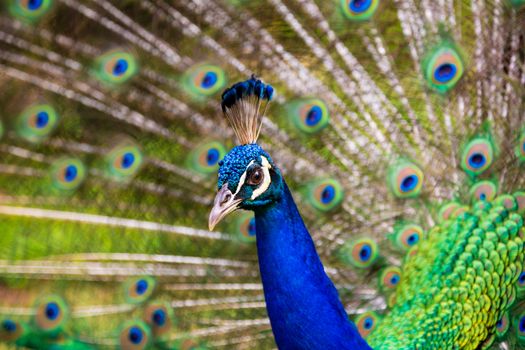 A peacock displays its beautiful feathers in Kauai, Hawaii.