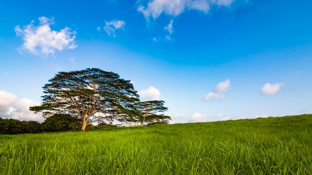 A single tree stands on a grassy hill on Kauai, Hawaii.