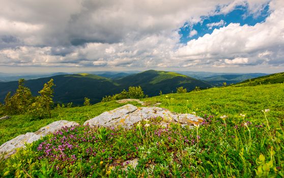 wild herbs among the rocks in summer mountains. wonderful scenery of Carpathian nature