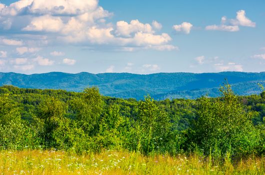 lovely summer landscape in mountains. beautiful scenery with trees behind the field under the cloudy sky