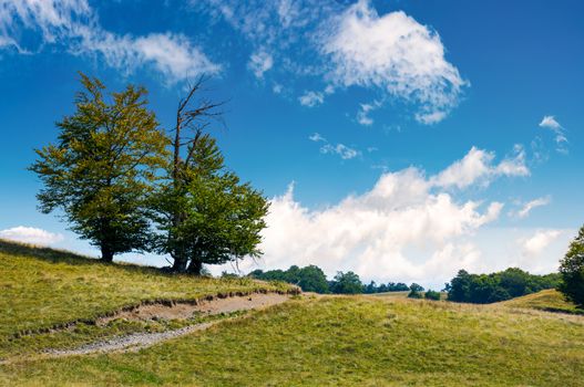 trees on the grassy alpine meadow of Carpathians. beautiful mountain landscape with beech forests on hillside in summer