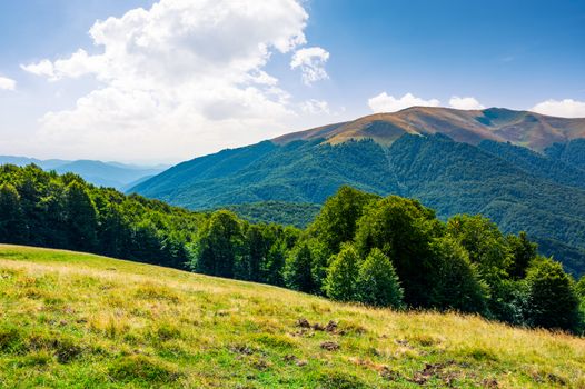 beautiful landscape of Carpathian mountains. forested hills and Apetska mountain in the distance in summer