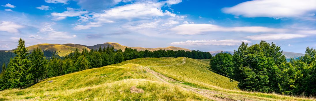 gorgeous panorama of Svedovets mountain ridge. country road runs in to the distance through grassy meadow among the ancient forest, great location for hiking. beautiful weather on summer day