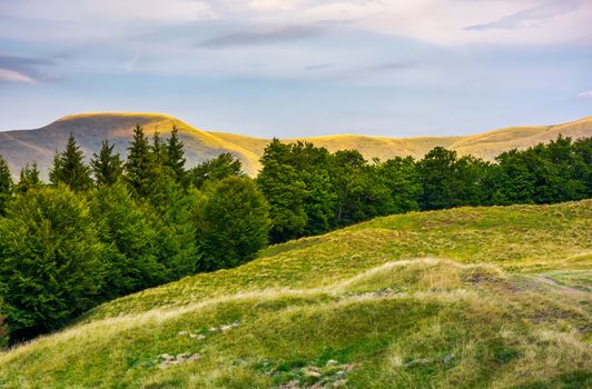 summer landscape with forested hills. beautiful scenery of Svydovets mountain ridge, Ukraine