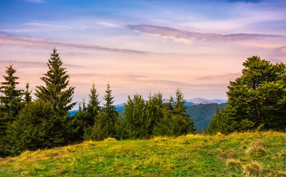 forested hills over the Brustury valley at dusk. gorgeous mountainous landscape, TransCarpathia, Ukraine