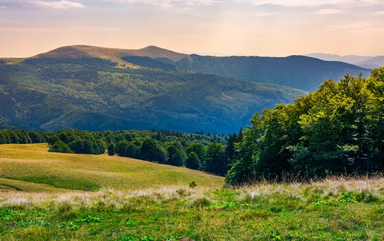 beech forests of Carpathian mountains. gorgeous landscape of Svydovets mountain ridge. beautiful nature scenery in late summer