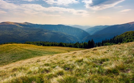 grassy meadow on forested hillside of Carpathians. lovely summer landscape in mountains. location near Svydovets mountain ridge, Ukraine