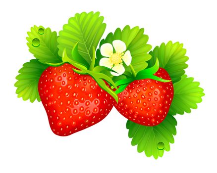 Strawberry with leaves on a white background. A strawberry bush on a white background. 