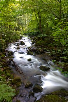 Mountain river - stream flowing through thick green forest. Stream in dense wood. Bistriski Vintgar, Slovenia