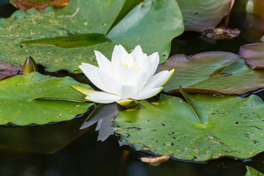 Nymphaea lotus, water lily has white petals, yellow stamens and green pads.