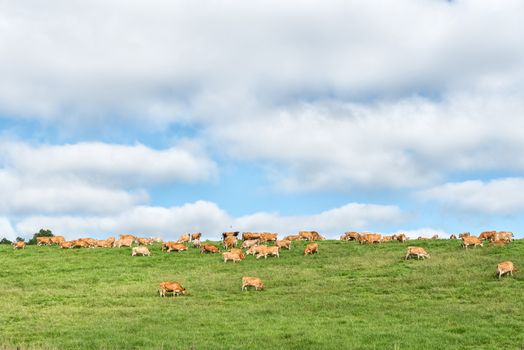 A farm landscape with cows on the P317-road between Underberg and Garden Castle
