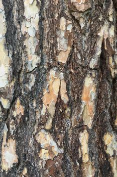 Abstract old wood tree bark texture background	