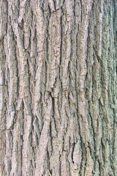 Abstract old wood tree bark texture background	