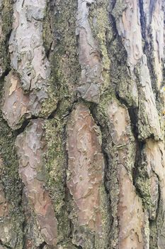 Abstract old wood tree bark texture background	