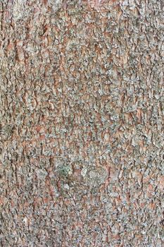 Abstract old wood tree bark texture background	