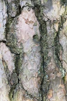 Abstract old wood tree bark texture background	