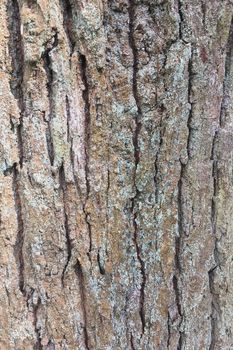 Abstract old wood tree bark texture background	