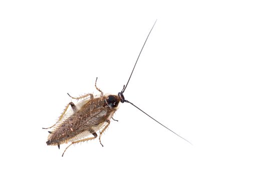 Cockroach Ectobius lapponicus isolated on a white background