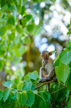 monkey on the tree branch