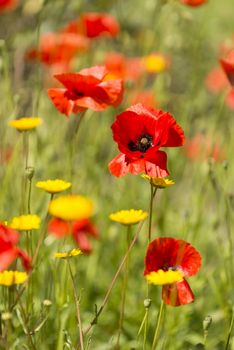 Papaver rhoeas flowers, red, corn, rose, field poppy, flanders poppy,  annual herbaceous species of flowering plant in the family Papaveraceae.