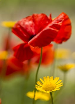 Papaver rhoeas flowers, red, corn, rose, field poppy, flanders poppy,  annual herbaceous species of flowering plant in the family Papaveraceae.