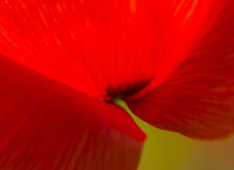 Papaver rhoeas flowers, red, corn, rose, field poppy, flanders poppy,  annual herbaceous species of flowering plant in the family Papaveraceae.