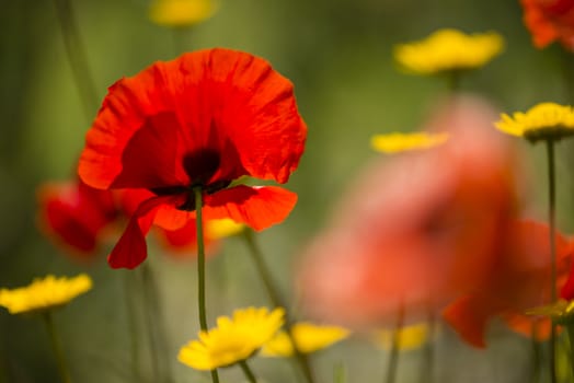 Papaver rhoeas flowers, red, corn, rose, field poppy, flanders poppy,  annual herbaceous species of flowering plant in the family Papaveraceae.