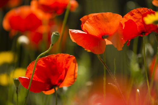 Papaver rhoeas flowers, red, corn, rose, field poppy, flanders poppy,  annual herbaceous species of flowering plant in the family Papaveraceae.