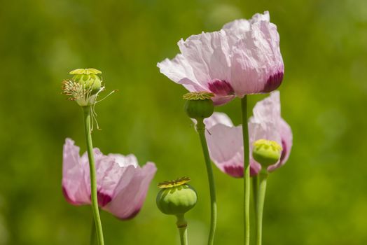 Papaver somniferum, commonly known as the opium poppy, breadseed, species of flowering plant in the family Papaveraceae.