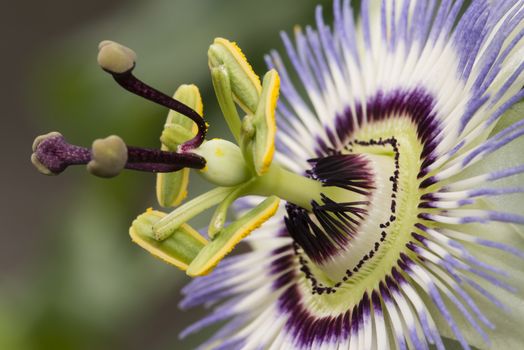 Two Purple passion flower in full bloom, Passiflora.