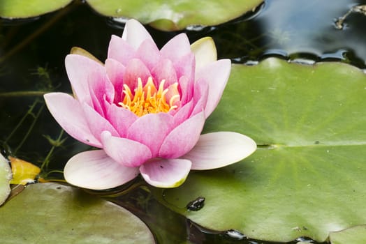 Young toad coming out of water under a waterlily flower.