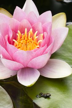 Young toad coming out of water under a waterlily flower.