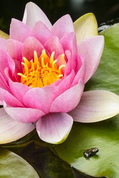 Young toad coming out of water under a waterlily flower.