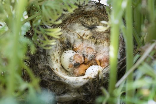 Nest and nestling develpment  of European goldfinch (Carduelis carduelis) born inside an apartment balcony plant pots.