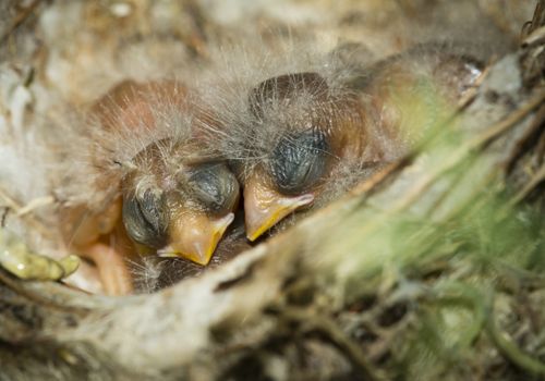 Nest and nestling develpment  of European goldfinch (Carduelis carduelis) born inside an apartment balcony plant pots.