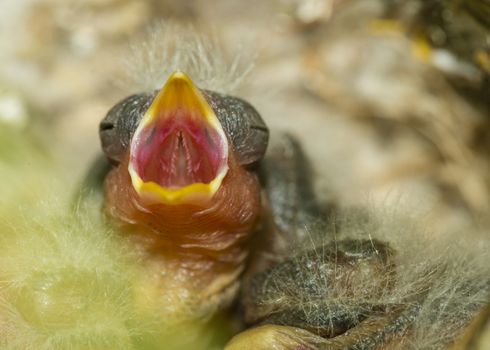 Nest and nestling develpment  of European goldfinch (Carduelis carduelis) born inside an apartment balcony plant pots.