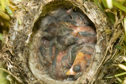 Nest and nestling develpment  of European goldfinch (Carduelis carduelis) born inside an apartment balcony plant pots.