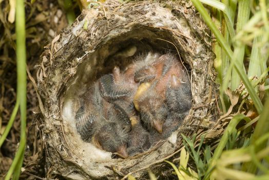 Nest and nestling develpment  of European goldfinch (Carduelis carduelis) born inside an apartment balcony plant pots.