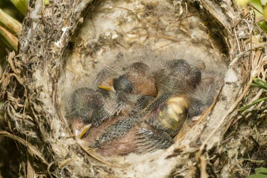 Nest and nestling develpment  of European goldfinch (Carduelis carduelis) born inside an apartment balcony plant pots.