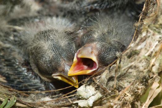 Nest and nestling develpment  of European goldfinch (Carduelis carduelis) born inside an apartment balcony plant pots.