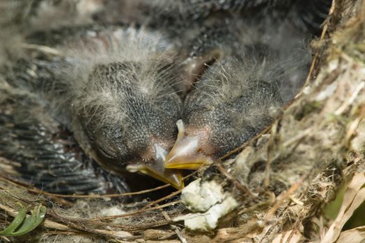 Nest and nestling develpment  of European goldfinch (Carduelis carduelis) born inside an apartment balcony plant pots.