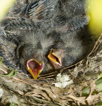 Nest and nestling develpment  of European goldfinch (Carduelis carduelis) born inside an apartment balcony plant pots.