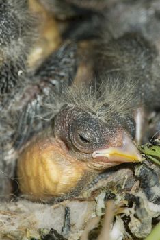 Nest and nestling develpment  of European goldfinch (Carduelis carduelis) born inside an apartment balcony plant pots.