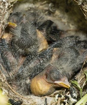 Nest and nestling develpment  of European goldfinch (Carduelis carduelis) born inside an apartment balcony plant pots.