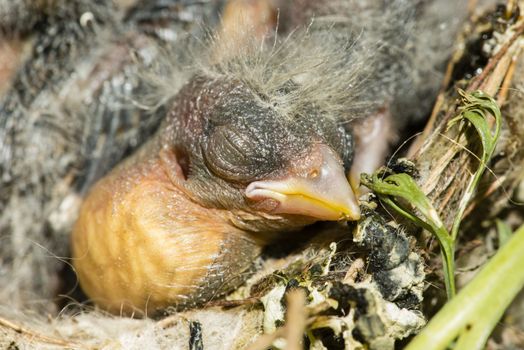 Nest and nestling develpment  of European goldfinch (Carduelis carduelis) born inside an apartment balcony plant pots.