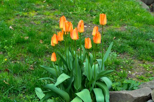 Red and orange tulips against the background of green grass.